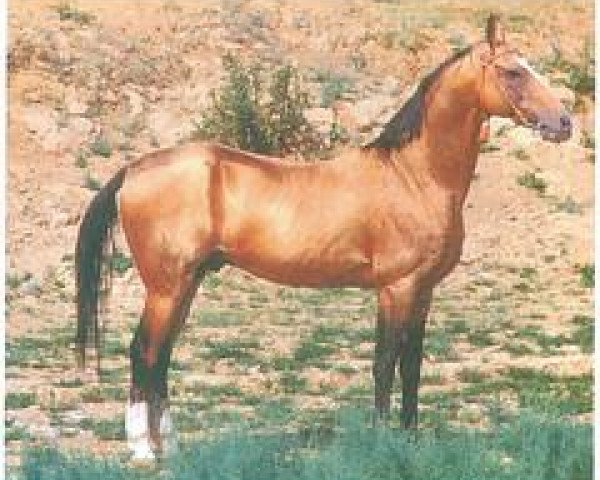 stallion Dialog (Akhal-Teke, 1986, from Garem 11)