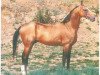 stallion Dialog (Akhal-Teke, 1986, from Garem 11)