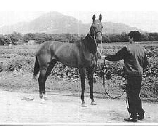 stallion Dorkush (Akhal-Teke, 1994, from Dagestan)