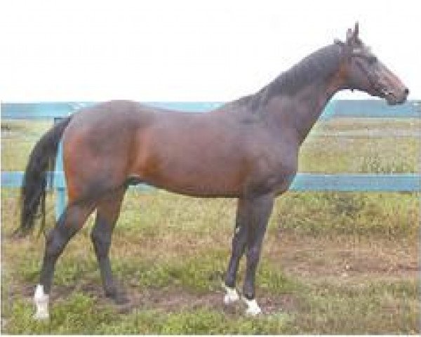stallion Enishli (Akhal-Teke, 1993, from Dagestan)