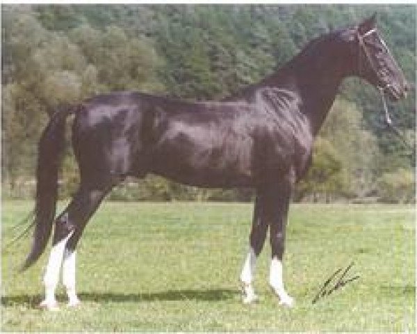 stallion Karaburgut (Akhal-Teke, 1987, from Charasad)