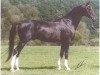 stallion Karaburgut (Akhal-Teke, 1987, from Charasad)