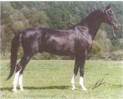 stallion Karaburgut (Akhal-Teke, 1987, from Charasad)