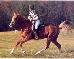 horse Kashman (Akhal-Teke, 1983, from Senetir)