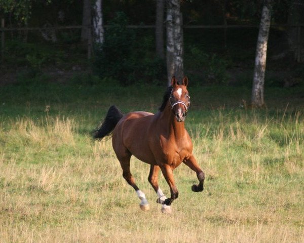 dressage horse Satchmo (Hanoverian, 2002, from Salisbury 3)