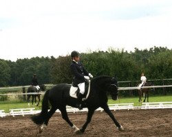 dressage horse Connor 27 (Welsh-Cob (Sek. D), 1995, from Curly)