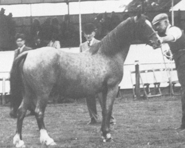 Zuchtstute Coed Coch Serliw (Welsh Mountain Pony (Sek.A), 1933, von Revolt)