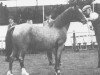 Zuchtstute Coed Coch Serliw (Welsh Mountain Pony (Sek.A), 1933, von Revolt)