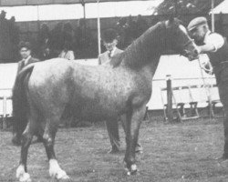 Zuchtstute Coed Coch Serliw (Welsh Mountain Pony (Sek.A), 1933, von Revolt)