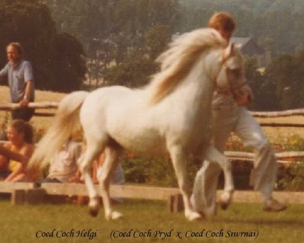 stallion Coed Coch Helgi (Welsh mountain pony (SEK.A), 1973, from Coed Coch Pryd)