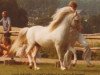 stallion Coed Coch Helgi (Welsh mountain pony (SEK.A), 1973, from Coed Coch Pryd)