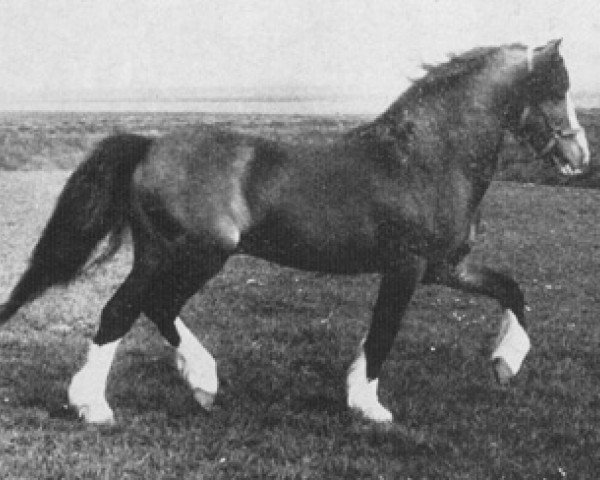 stallion Criban Pep (Welsh mountain pony (SEK.A), 1957, from Gredington Ianto)