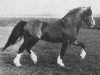 stallion Criban Pep (Welsh mountain pony (SEK.A), 1957, from Gredington Ianto)