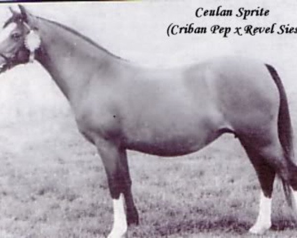Zuchtstute Ceulan Sprite (Welsh Mountain Pony (Sek.A), 1964, von Criban Pep)