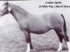 broodmare Ceulan Sprite (Welsh mountain pony (SEK.A), 1964, from Criban Pep)