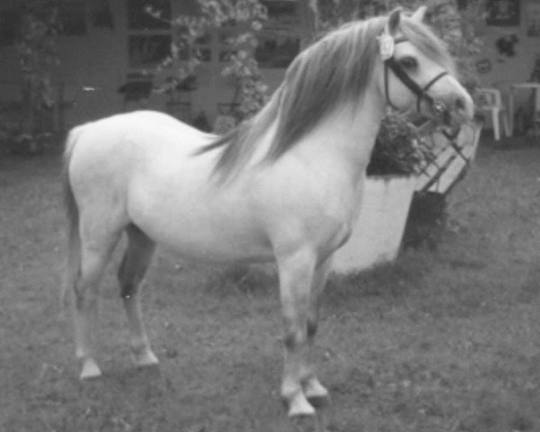 stallion Ceulan Saracen (Welsh mountain pony (SEK.A), 1984, from Twyford Sprig)