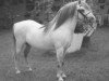 stallion Ceulan Saracen (Welsh mountain pony (SEK.A), 1984, from Twyford Sprig)