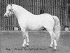 stallion Ringo (Welsh mountain pony (SEK.A), 1968, from Monnow Zip)