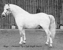 stallion Ringo (Welsh mountain pony (SEK.A), 1968, from Monnow Zip)