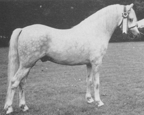 Deckhengst Monnow Zip (Welsh Mountain Pony (Sek.A), 1964, von Revel Jonas)