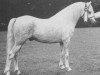 stallion Monnow Zip (Welsh mountain pony (SEK.A), 1964, from Revel Jonas)