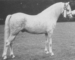 stallion Monnow Zip (Welsh mountain pony (SEK.A), 1964, from Revel Jonas)