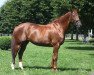 dressage horse Doraya (Hanoverian, 2003, from Don Frederico)