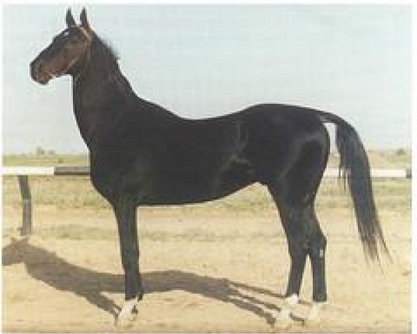 stallion Keymir 2 (Akhal-Teke, 1987, from Kerven)