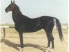 stallion Keymir 2 (Akhal-Teke, 1987, from Kerven)