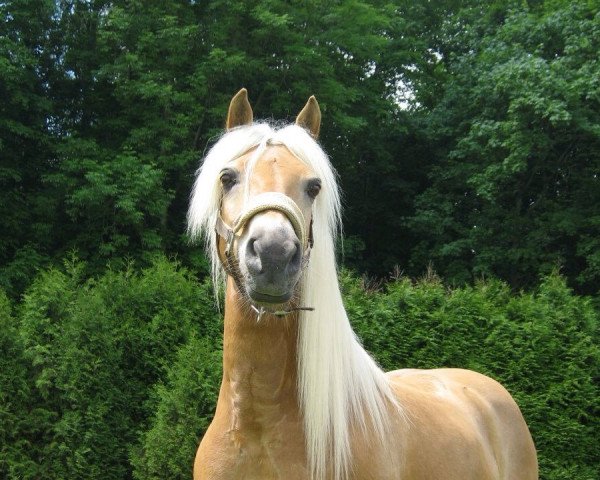 horse Samur (Haflinger,  , from Silbermann II (3,125% ox))