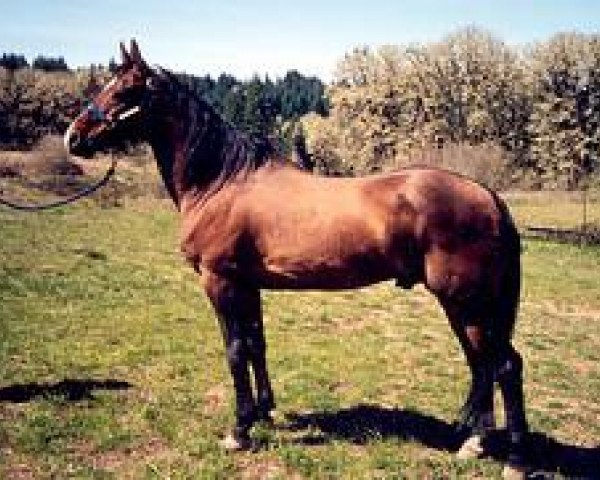 stallion Madras (Akhal-Teke, 1982, from Yunus)