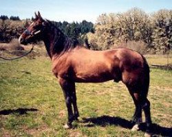 stallion Madras (Akhal-Teke, 1982, from Yunus)