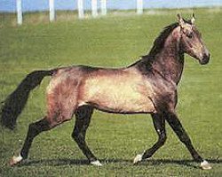 stallion Mazan (Akhal-Teke, 1988, from Zergiar)