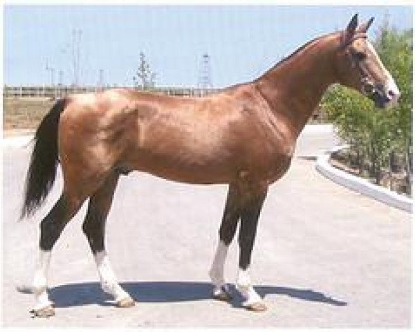 stallion Maidan (Akhal-Teke, 1990, from Omar)