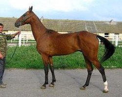 stallion Makat (Akhal-Teke, 1994, from Kortik)