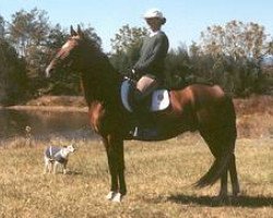 horse Marakhan (Akhal-Teke, 1989, from Melechan)