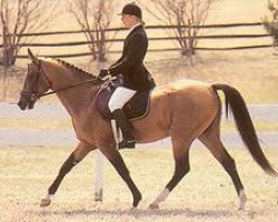 stallion Melechan (Akhal-Teke, 1983, from Melgun)