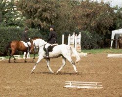 Pferd Gandhi Z (Zangersheide Reitpferd, 1995, von Gala Star Z)