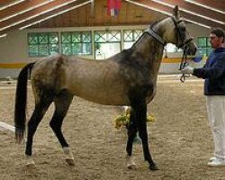 stallion Melok (Akhal-Teke, 1995, from Karaburgut)