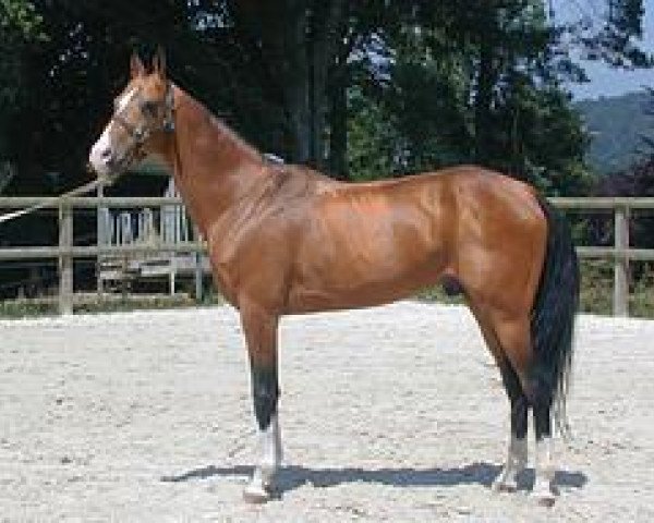 horse Mergen (Akhal-Teke, 1990, from Meidanli)