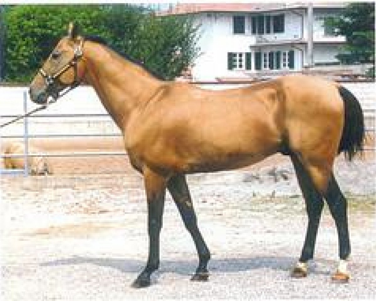 Deckhengst Muzar (Achal Tekkiner, 1989, von Zergiar)