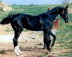 stallion Olafhan (Akhal-Teke, 1979, from Khorgos 2)