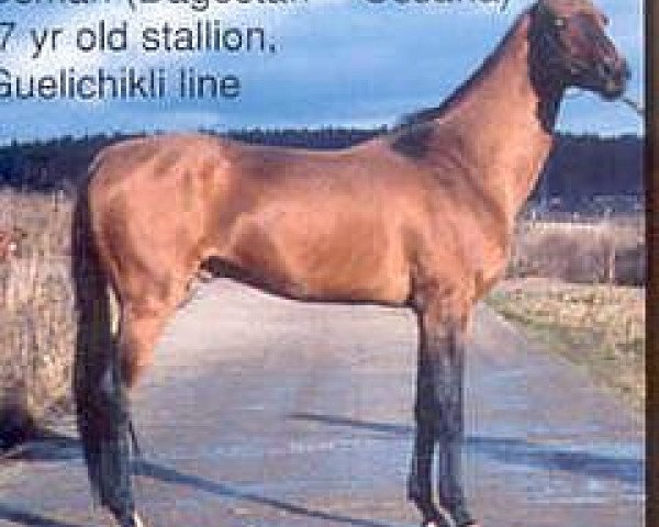 stallion Osman (Akhal-Teke, 1989, from Dagestan)