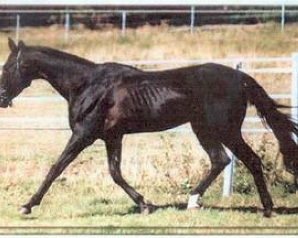 Pferd Otrar (Achal Tekkiner, 1977, von Ovlaksakar)