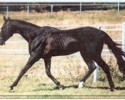 horse Otrar (Akhal-Teke, 1977, from Ovlaksakar)