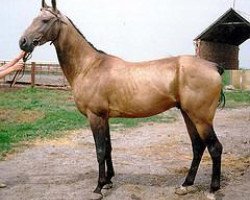 horse Palmar (Akhal-Teke, 1994, from Melekush)