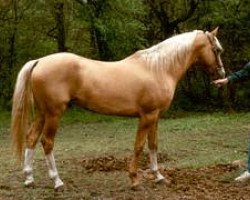 horse Panash (Akhal-Teke, 1986, from Azal)