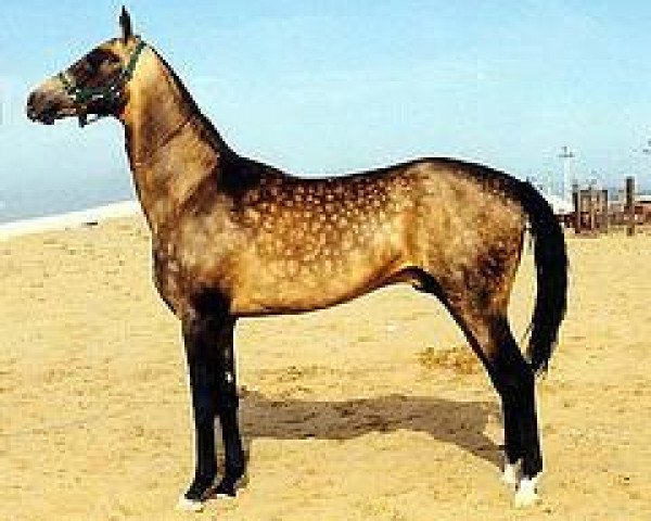 horse Perenli (Akhal-Teke, 1990, from Parasat)