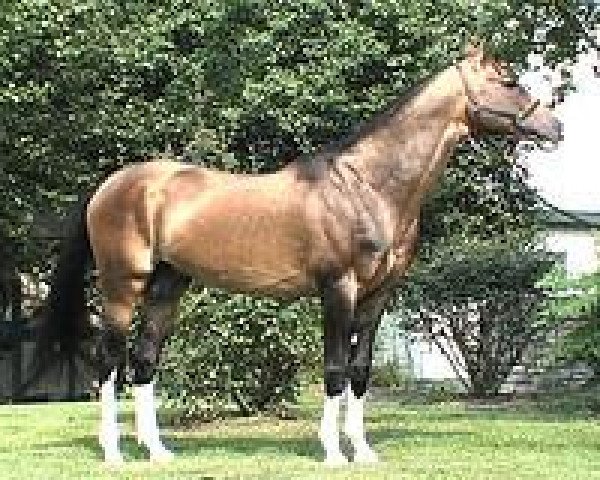 horse Piter (Akhal-Teke, 1991, from Madras)