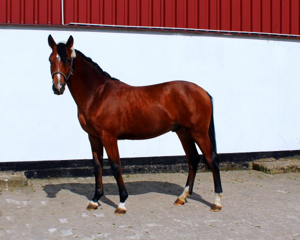 stallion Empire E (Westphalian, 2014, from Ehrenpreis)